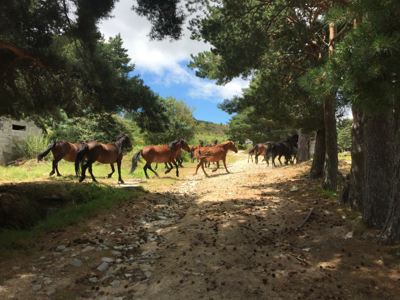 Camino Mina das Sombras